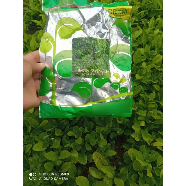 Limon Swingla Plantas Ornamental