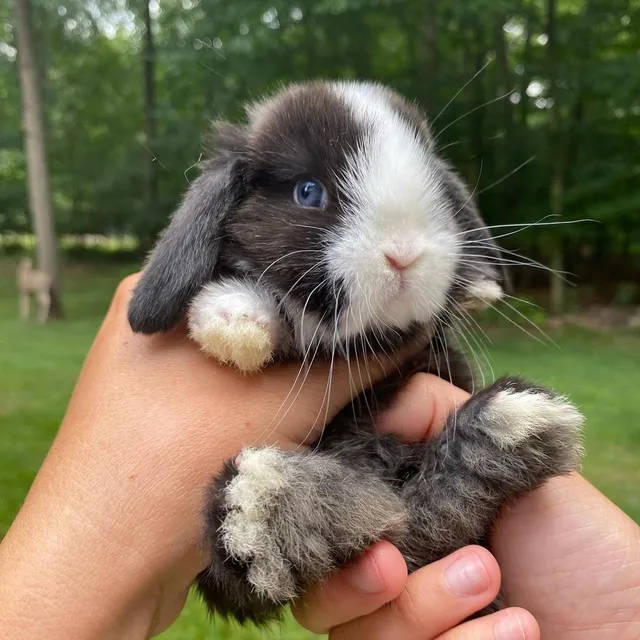 Conejos Hollandlop De Chileconejitos De Ojos Azules