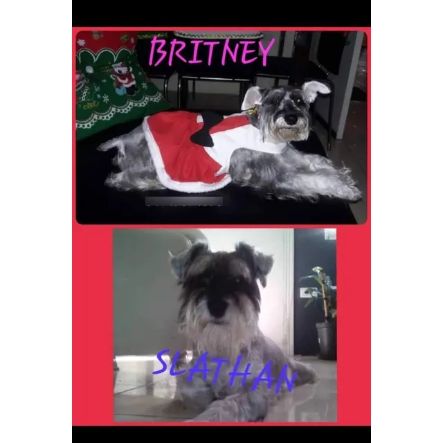 Schnauzer Mini