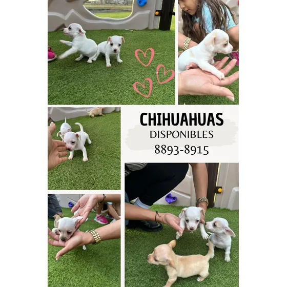Venta Chihuahua 8893-8915