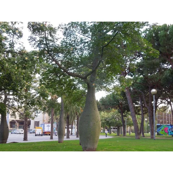 Semillas Palo Borracho Ceiba Speciosa Árbol Bonsai Flores