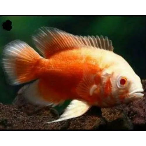 Peixe Oscar Red Ruby Albino Genética Cor Garantida 6cm