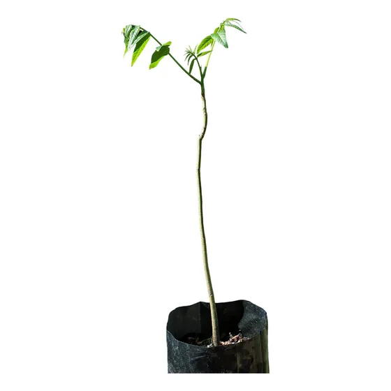 Planta Cedro Misionero Cedrela Fissilis 50 Cm