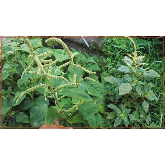 Semillas De Bledo Hierba Medicinal Pseudocereal 