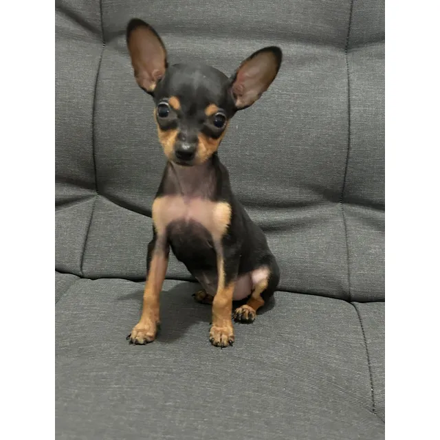 Cachorra Pincher Hembra Miniatura Perross Co