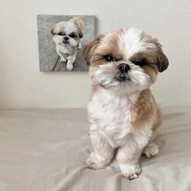Shih Tzu Cachorros Shitzu  Mini  Vacunados Garantìa Y Pureza