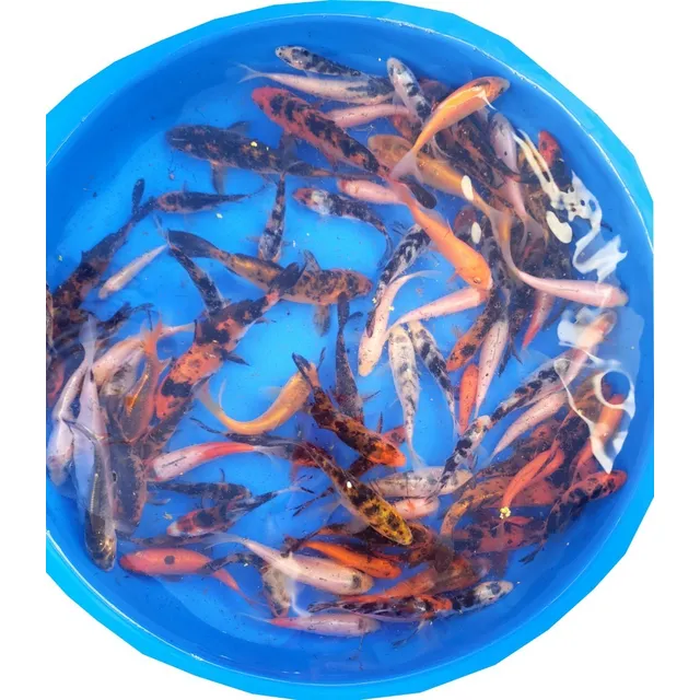 Carpas Koi 8cm X10