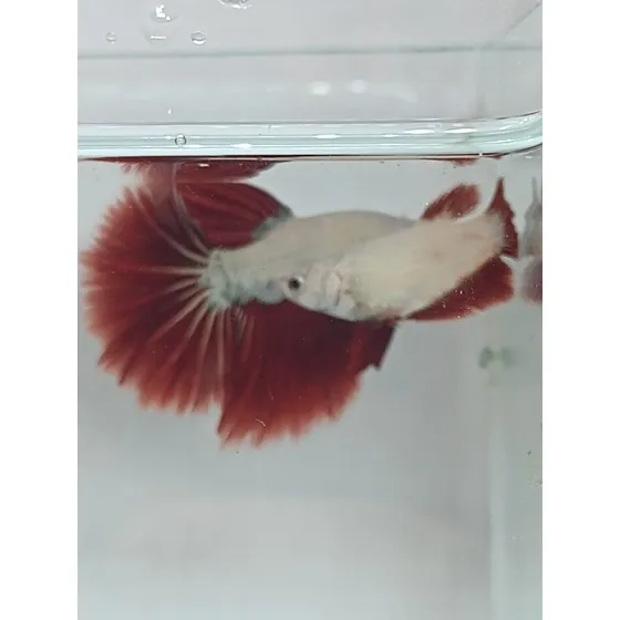 Peixe Betta De Linhagem Casal Red Dragon Long Taill