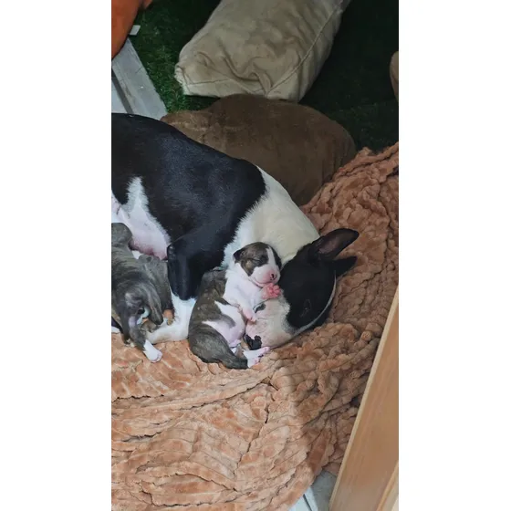 Bull Terrier