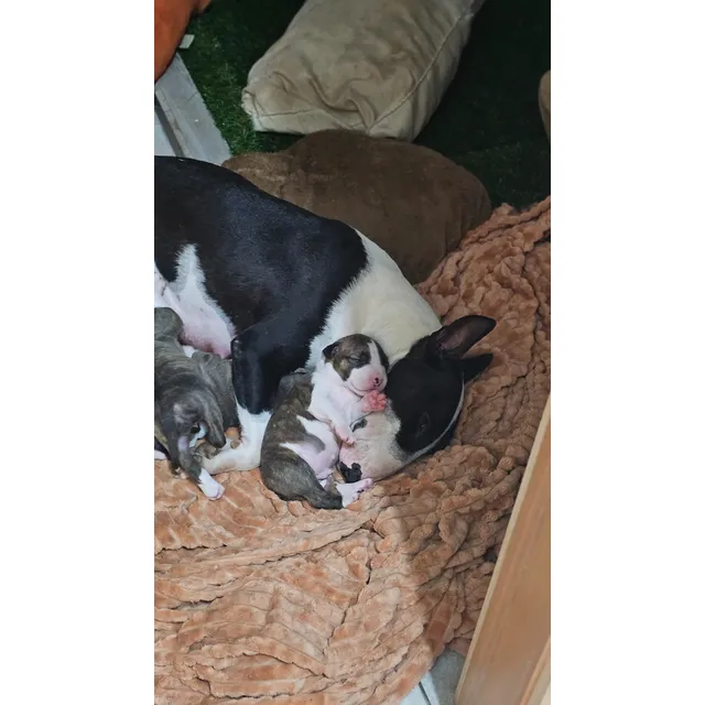 Bull Terrier