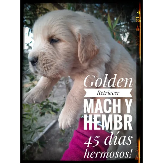 Golden Retriever. Puros 100 %. Divinos! Reserv