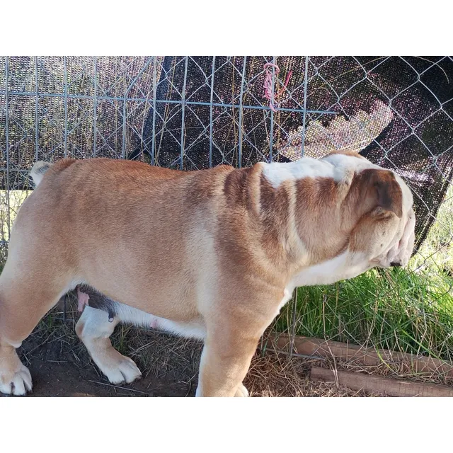 Bulldog Inglés Hembra Exótico Choco 4 Años Pedigree