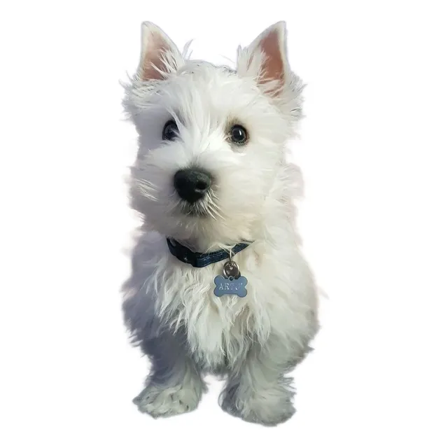 Perros West Highland White Terrier Cachorros Bucaramanga