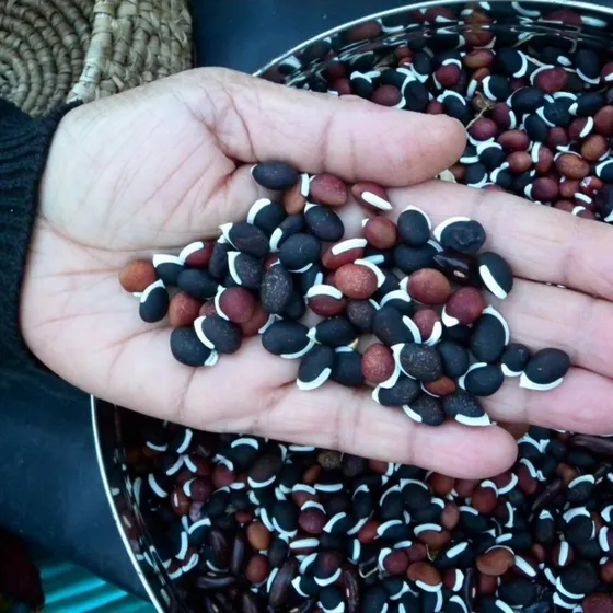 100 Semillas Zarandaja, Fríjol De Egipto (lablab Purpureus)