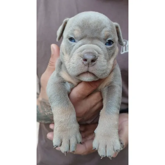 Filhotes De American Bully Com Pedigree Azul