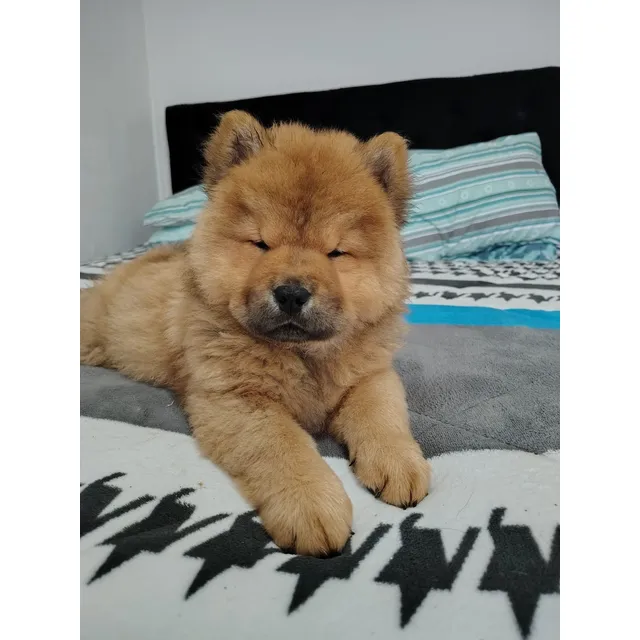 Cachorro Chow Chow