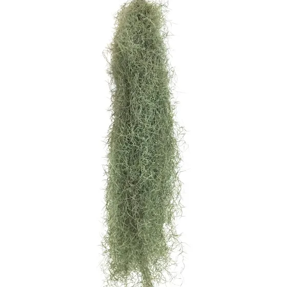 1 Muda Musgo Barba De Bode Bromélia Tillandsia Usneoides