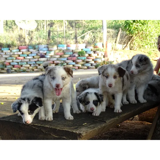 Border Collie