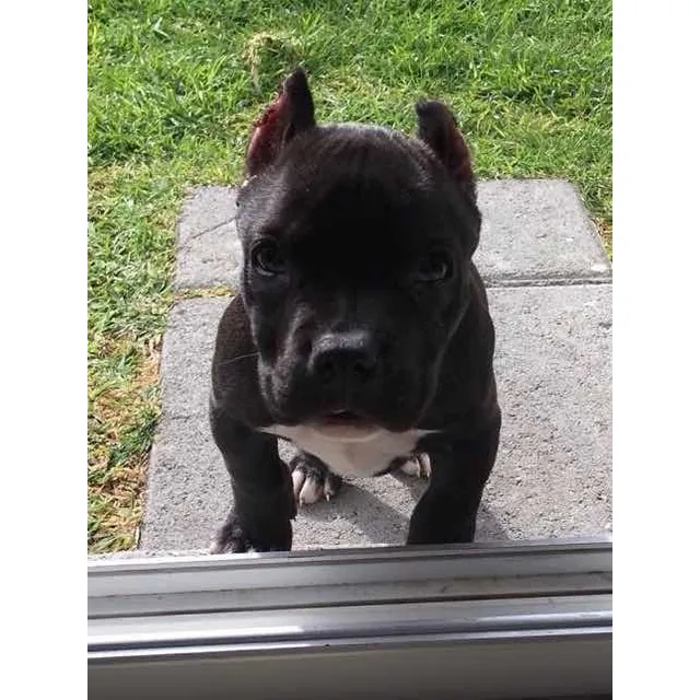 Cachorros American Bully La Mejor Calidad Nos Respalda