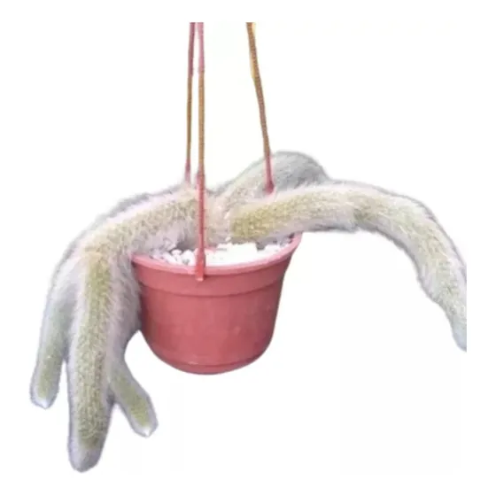 Cactus Cola De Mono