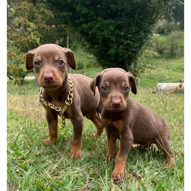 Cachorros Doberman De Pura Raza Si Hay