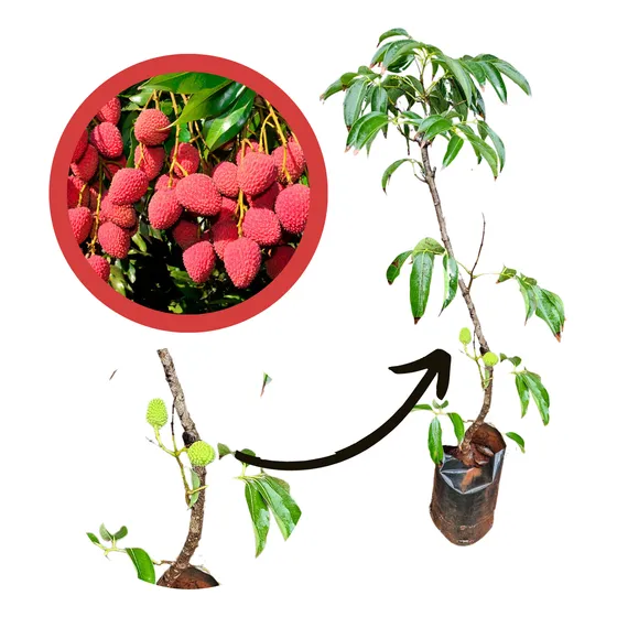 Muda De Lichia Mai Pink (alporquia)  Já Produz- Com 110cm