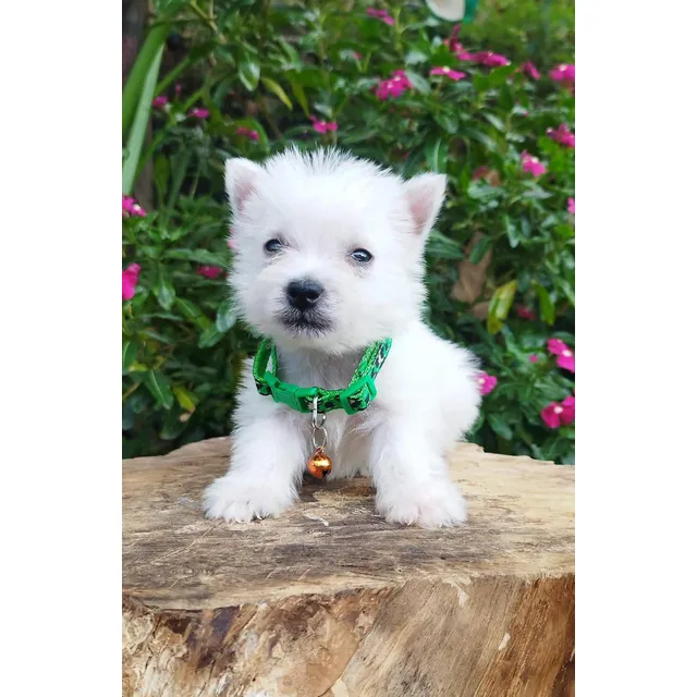 Cachorro Westy Cali, Bogotá, Medellin Animal Pets Colombia 