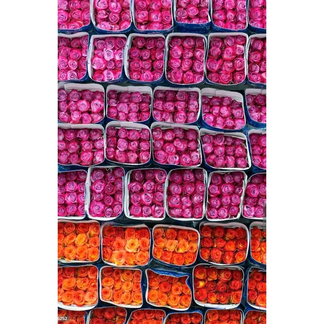 Rosas Naturales (colores Variados)