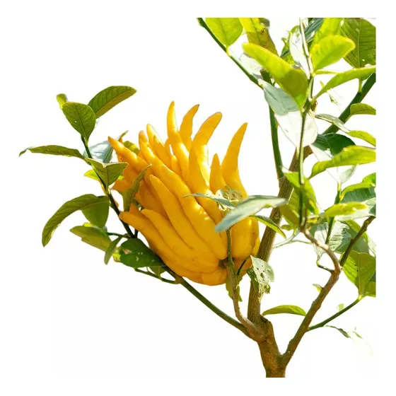 Planta De Limón Mano De Buda - Frutal Cítrico Exótico!!!