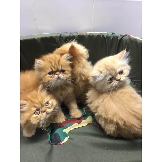 Gatos Cachorros Persas