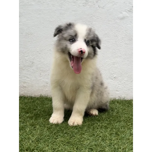 Cachorros Border Collie B&n