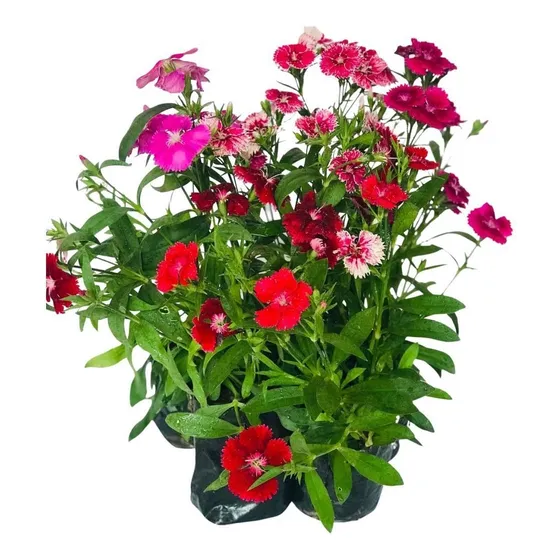 5 Mudas Cravina, Rosa Arco-íris Dianthus Chinensis Saquinho