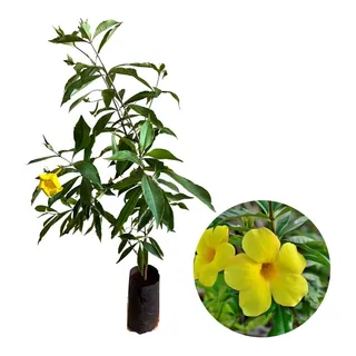 Muda De Alamanda Amarela Grande Trepadeira - 80 CentĂmetros Muda De Alamanda Amarela Grande Trepadeira - 80 CentĂmetros