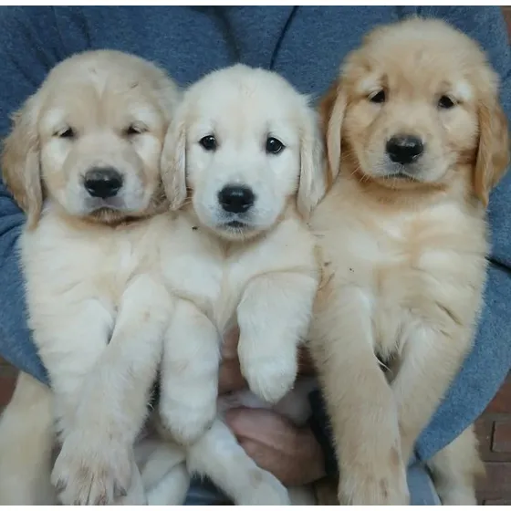 Filhotes De Golden Retriever Com Pedigree