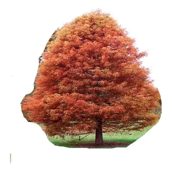 Planta Arbol Ciprés Calvo