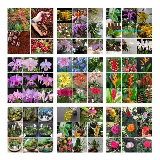 Orquidea Plantas