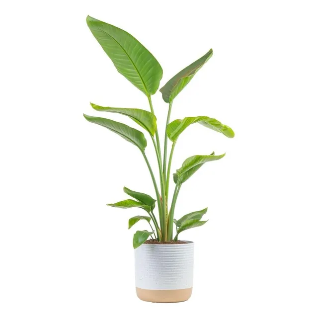 Costa Farms White Bird Of Paradise, Strelitzia Nicolai, Plan