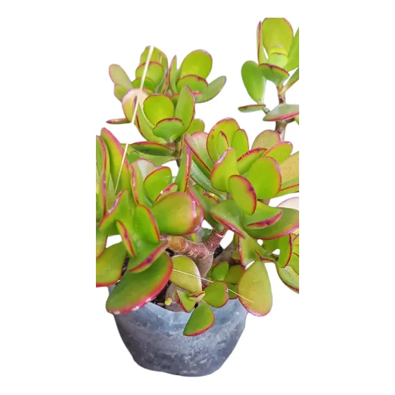 Crassula. Planta De Jade.