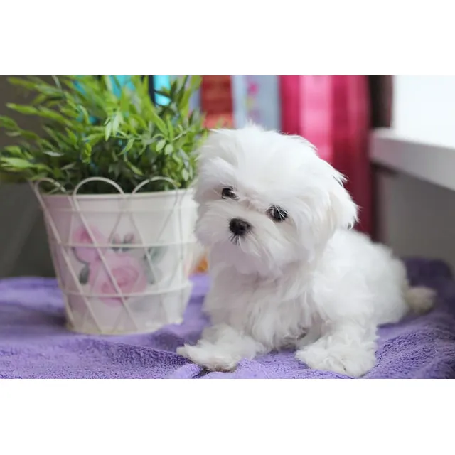 Cachorros Bichon Maltes Raza Pequeña Con Vacuna