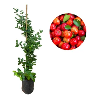 Muda De Acerola Doce - Enxertada Muda De Acerola Doce - Enxertada