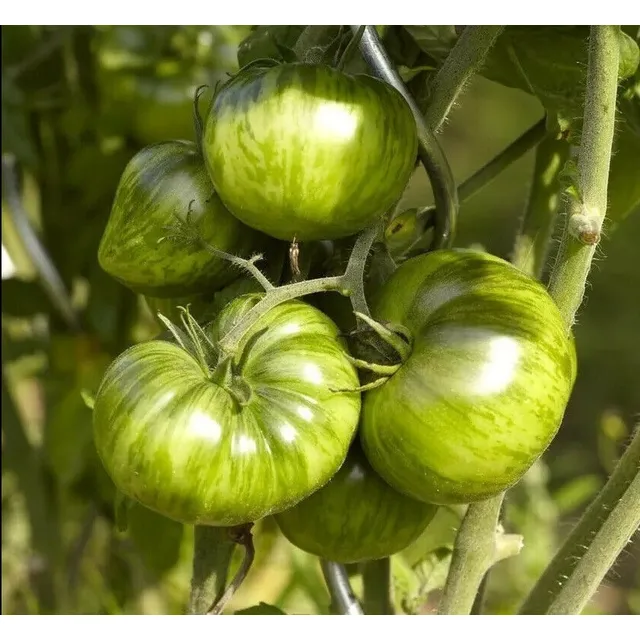Semillas Organicas Tomate Green Zebra Ideal Huerta