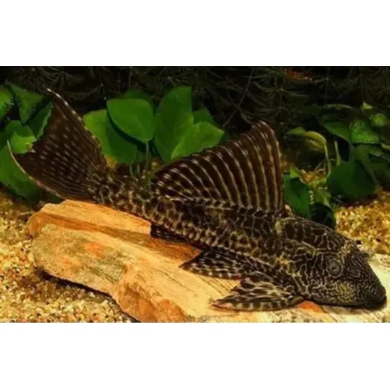 Peixe Cascudo Abacaxi, Ótimo Para Limpeza De Lagos E Aquário Cinza