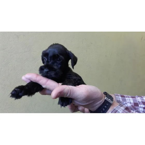 Schnauzer Mini Macho: Compañero Ideal Para Tu Hogar Negro