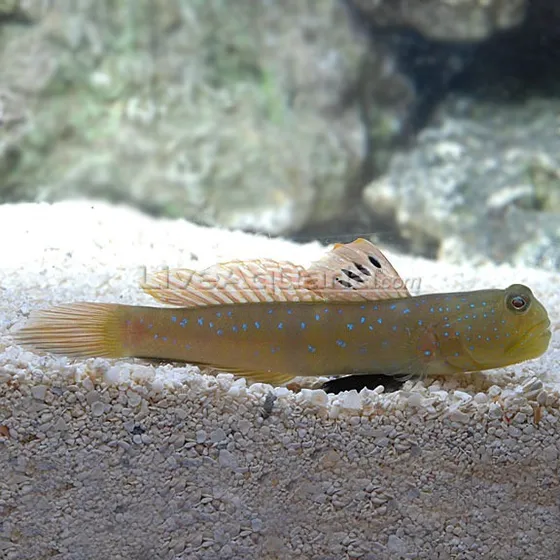 Peixe Marinho Goby Watchman Blue Spoted