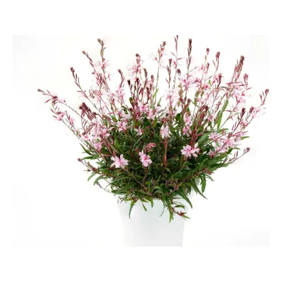 Gaura , Perennes ! Florìferas