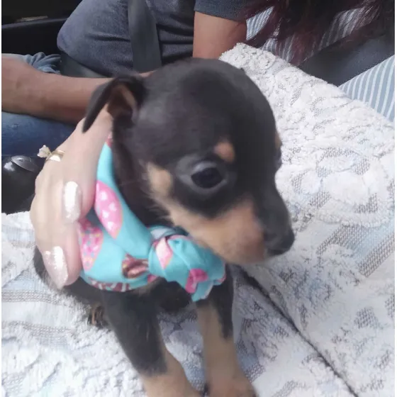 ***lindos Filhotes De Pinscher Miniatura Com Pedigree