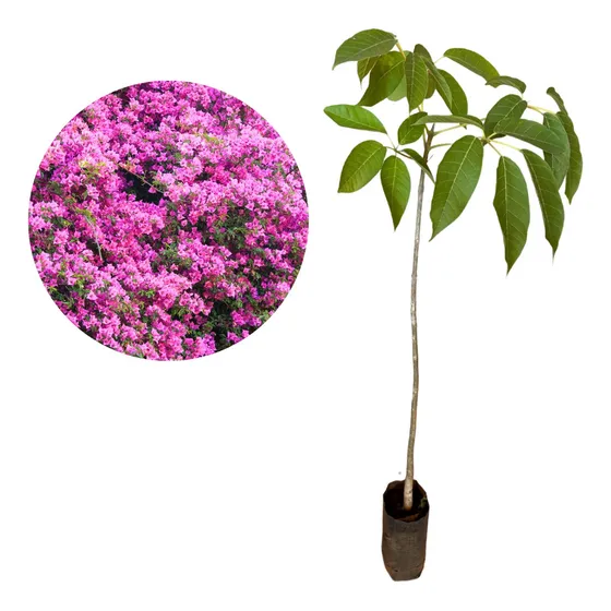 Muda De Ipê Rosa Já Com 1 Metro - Bem Desenvolvida!