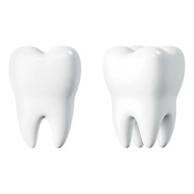 Tratamiento De Conducto Multirradicular  Molares