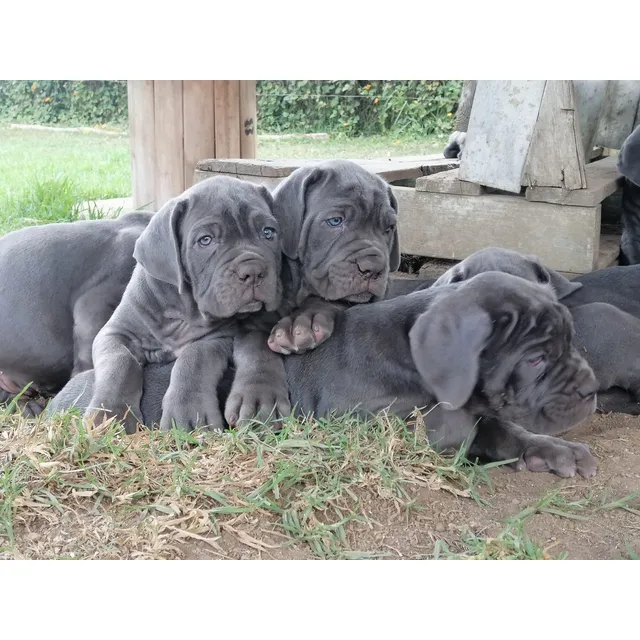 Cachorro Mastín Napolitano Pura Raza Animal Pets Colombia 