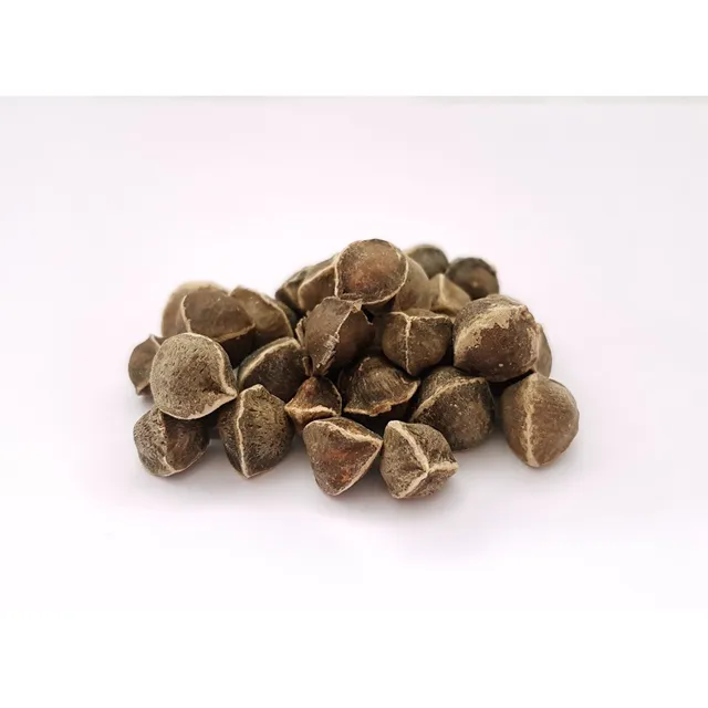 Semillas De Moringa Mas De 1000 Semillas